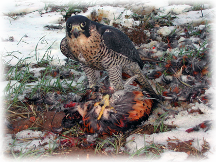 Falcon in snow